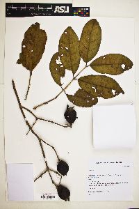 Psidium rostratum image