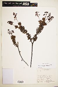 Image of Sauvagesia glandulosa