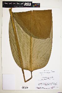 Ischnosiphon obliquus image
