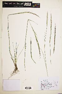 Stipa nevadensis image