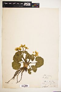 Caltha palustris image