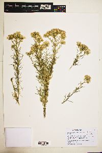 Ericameria albida image