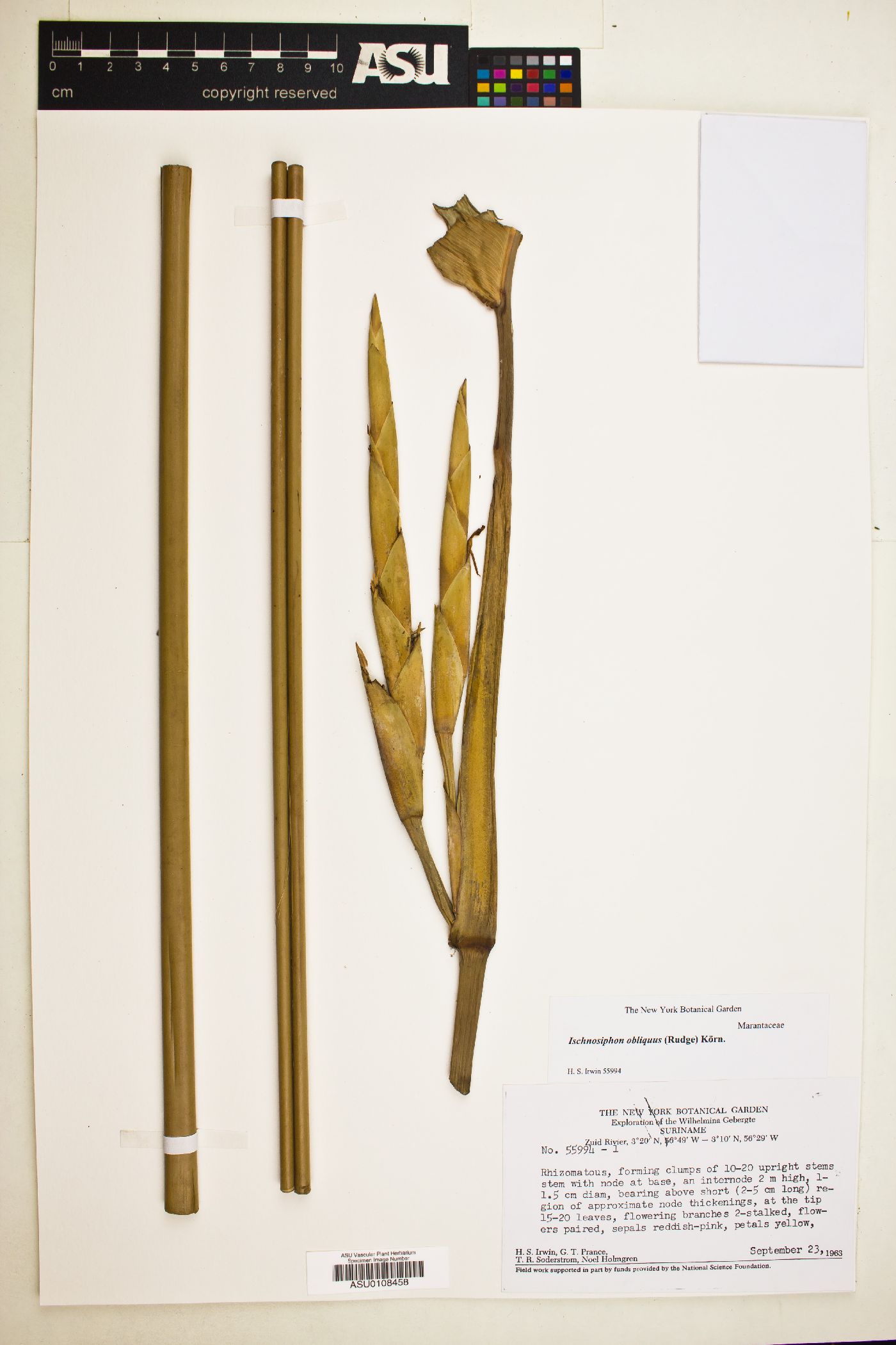 Ischnosiphon obliquus image