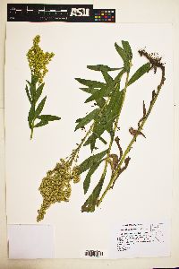 Solidago lepida var. salebrosa image