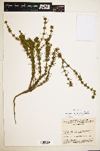 Staelia virgata image