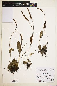 Anemia oblongifolia image