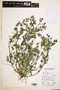 Corydalis aurea image