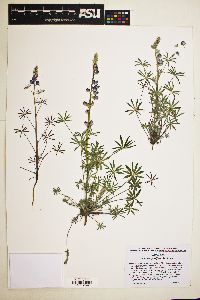 Lupinus sparsiflorus image