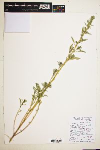 Amaranthus torreyi image