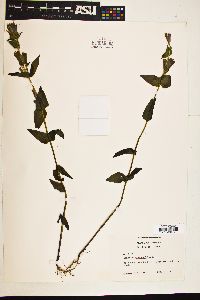 Gentiana quinqueflora image