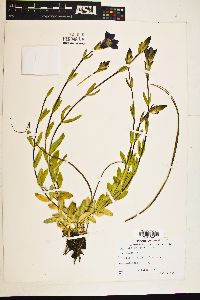 Image of Gentiana plurisetosa