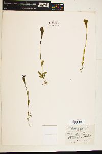 Gentianopsis simplex image