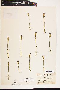 Gentianopsis simplex image