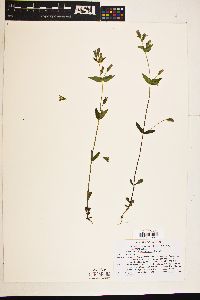 Gentianella amarella subsp. heterosepala image