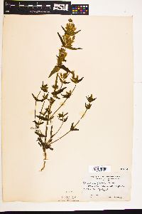 Gentianella amarella image