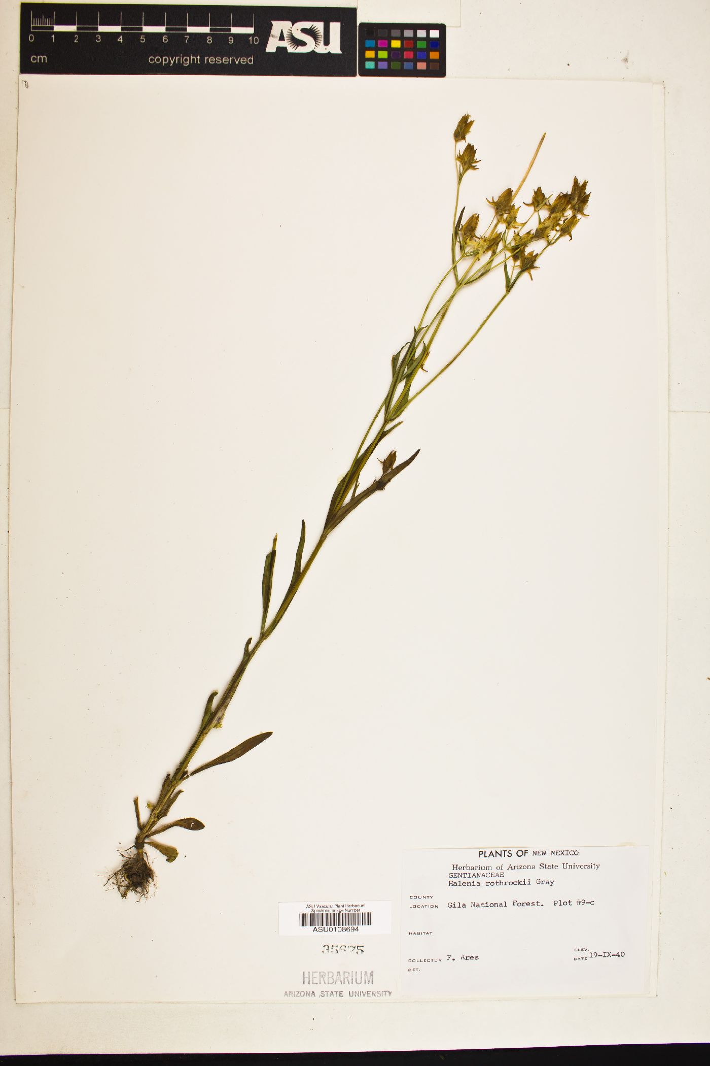 Halenia rothrockii image