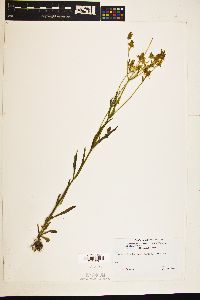 Image of Halenia rothrockii