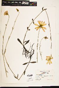 Sabatia bartramii image