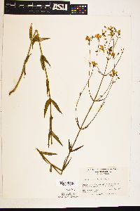 Sabatia difformis image