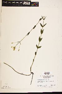 Sabatia difformis image