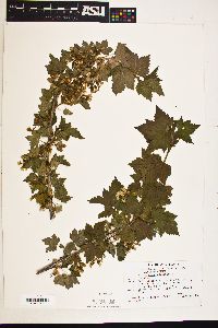 Ribes americanum image