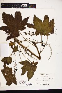 Ribes bracteosum image