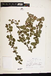 Image of Ribes californicum