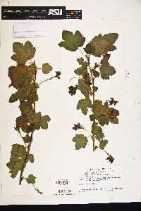 Image of Ribes canthariforme