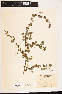 Image of Ribes echinellum