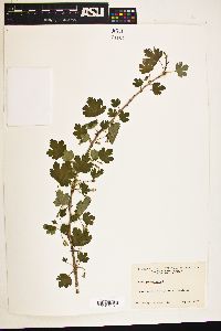 Image of Ribes uva-crispa