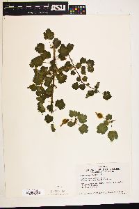 Image of Ribes hesperium