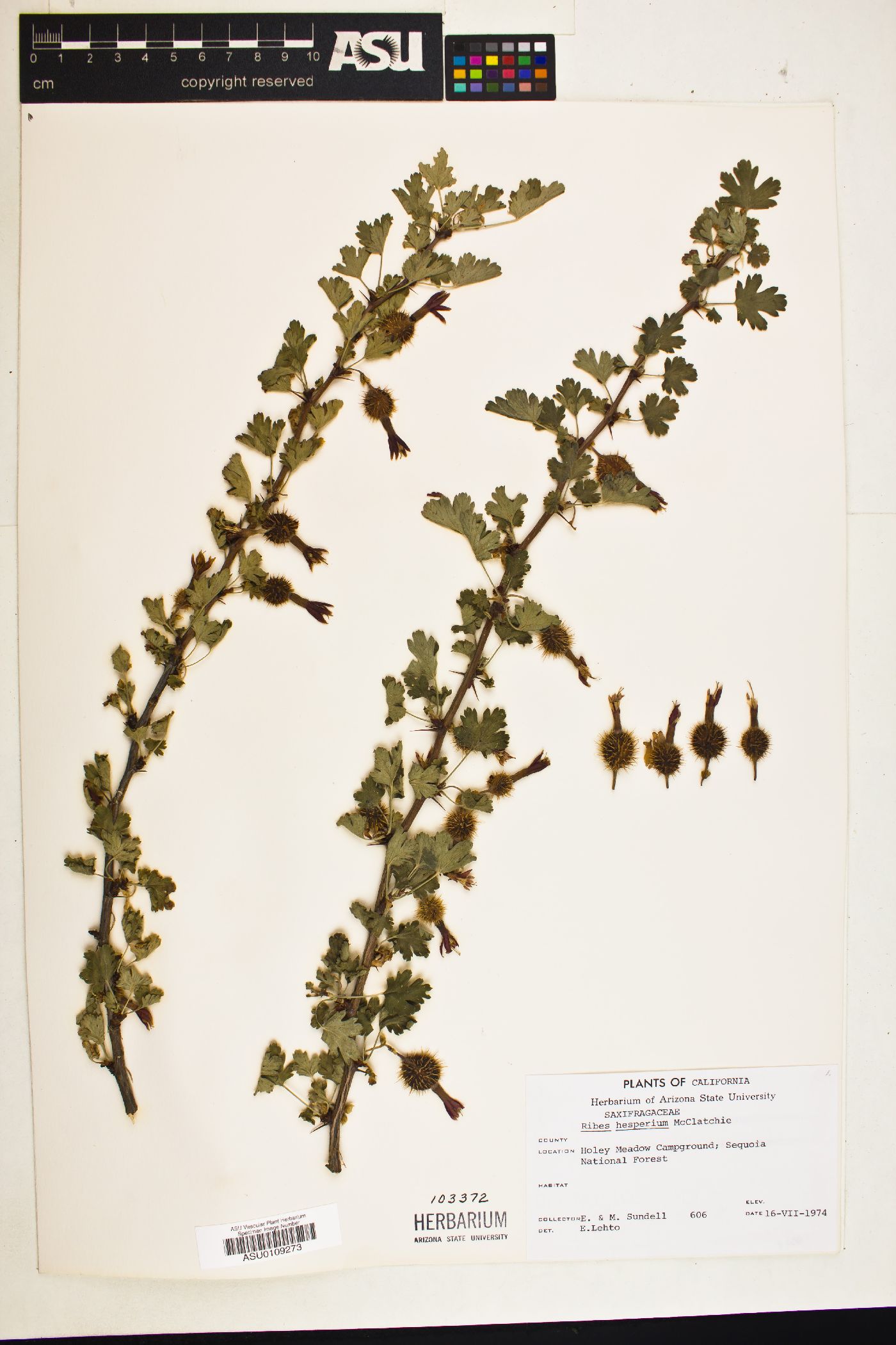 Ribes hesperium image
