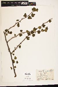 Ribes hesperium image