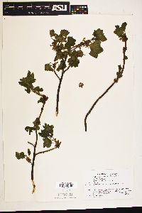 Ribes howellii image