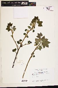 Ribes hudsonianum image