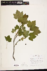 Ribes hudsonianum var. petiolare image