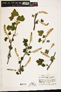 Ribes hudsonianum image