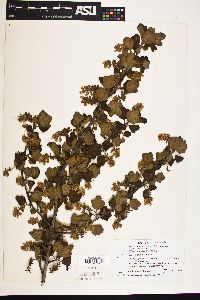 Image of Ribes indecorum