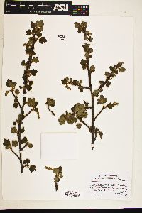 Ribes indecorum image