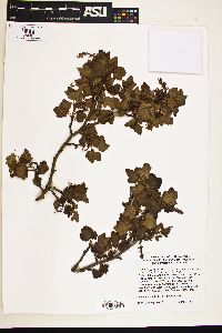 Image of Ribes malvaceum