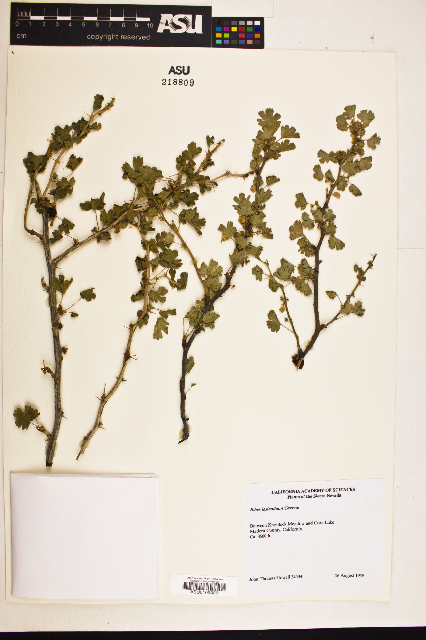 Ribes lasianthum image