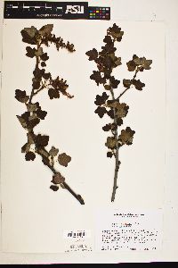 Ribes malvaceum var. malvaceum image