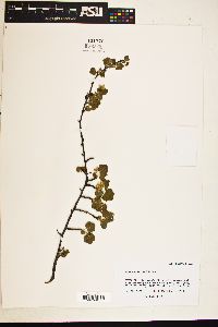 Image of Ribes mescalerium