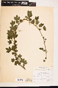 Ribes missouriense image