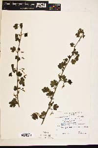 Ribes missouriense image