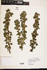 Image of Ribes setosum