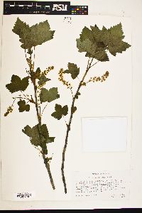 Image of Ribes petiolare