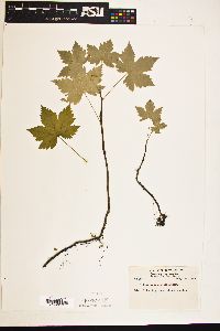 Image of Ribes prostratum