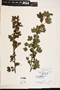Image of Ribes rotundifolium