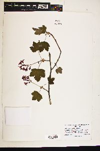 Ribes sanguineum image